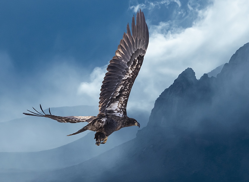 A massive wildlife sanctuary - Alpine Eagle Foundation